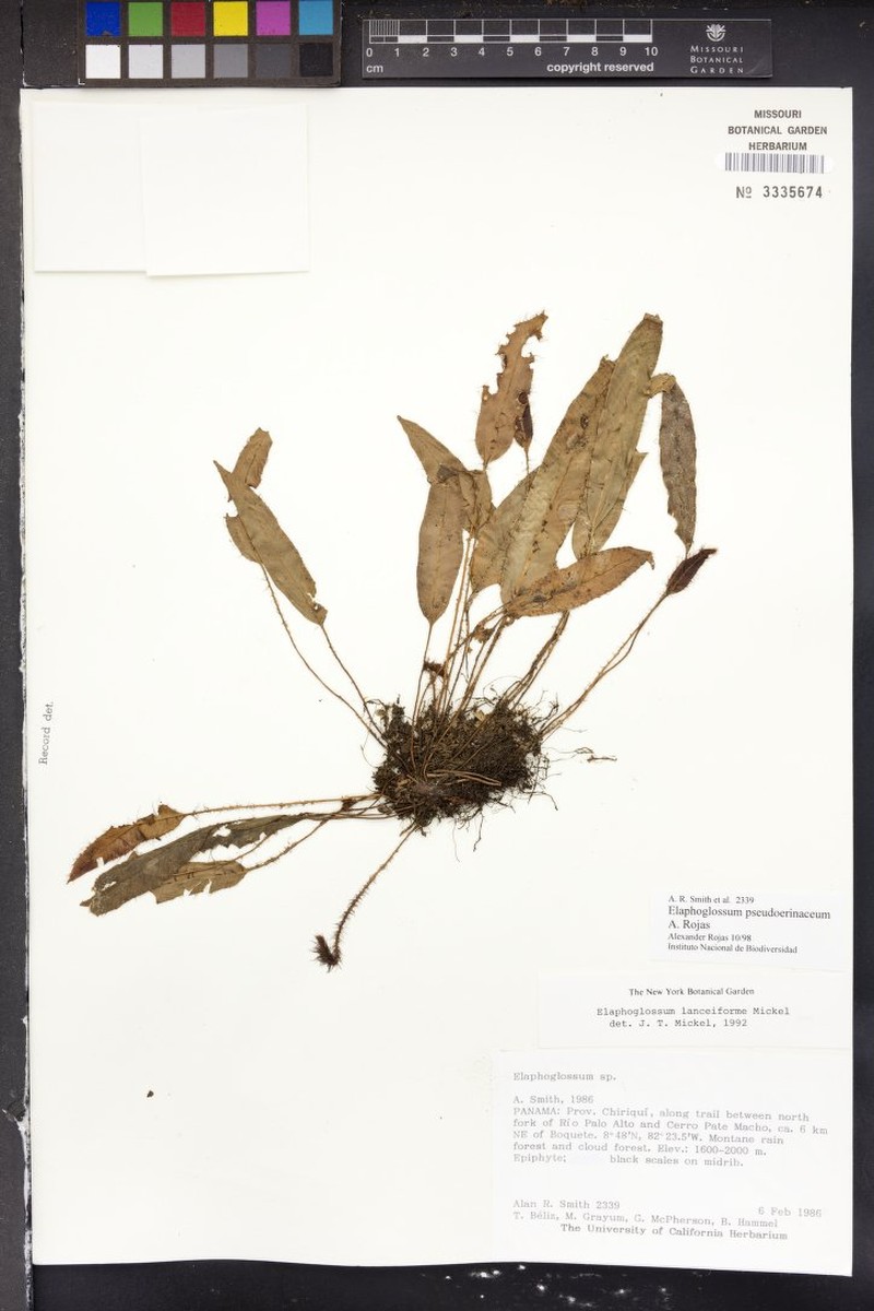 Elaphoglossum pseudoerinaceum