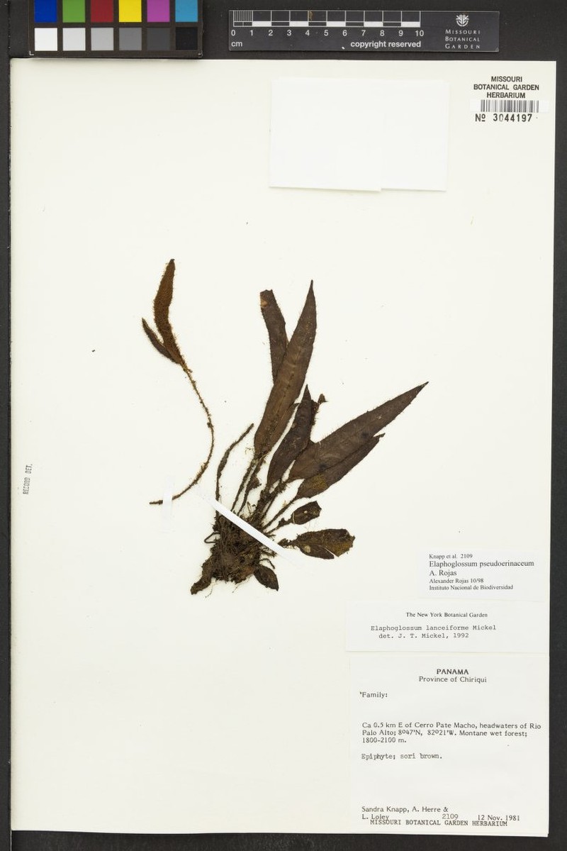 Elaphoglossum pseudoerinaceum photo 2