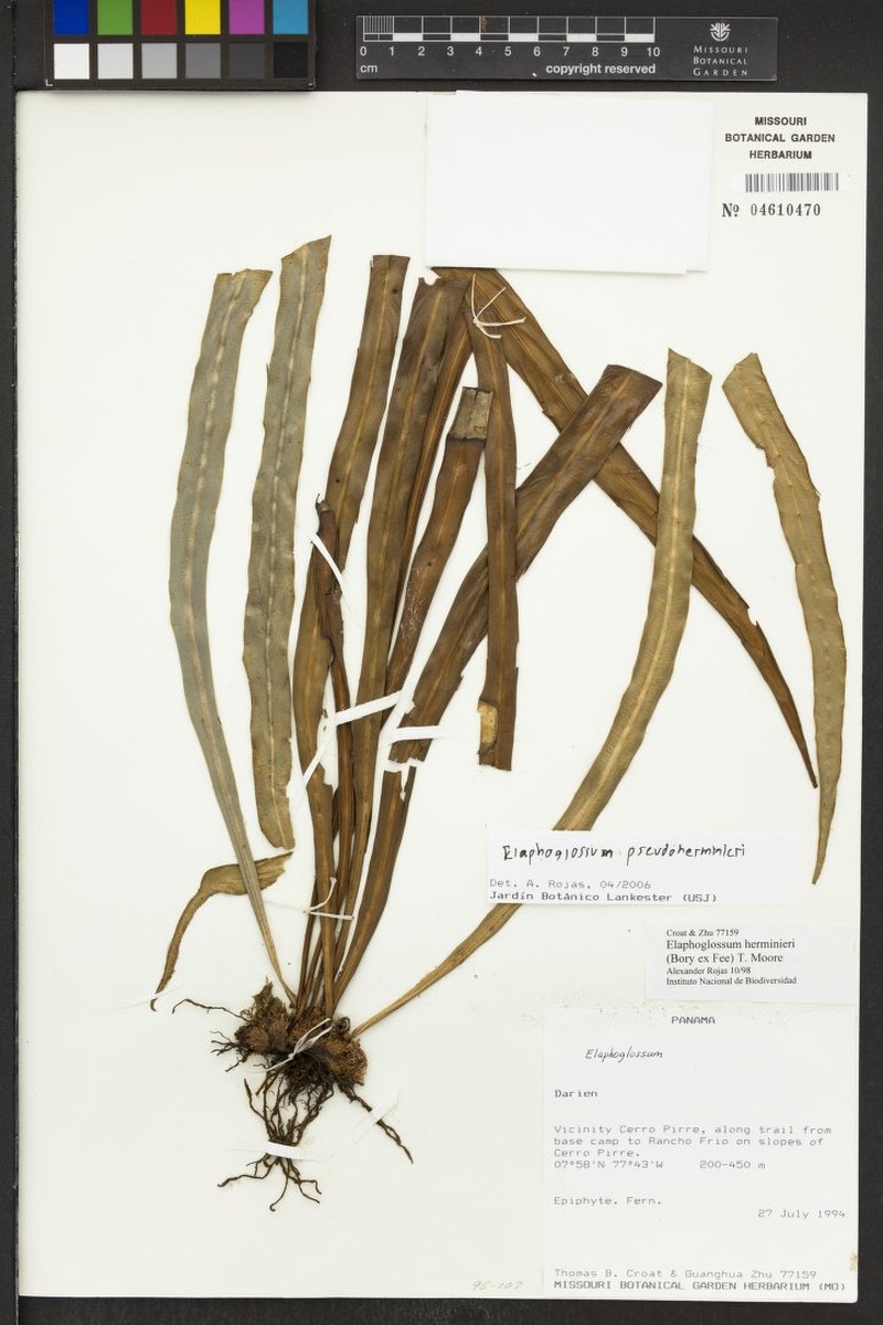 Elaphoglossum pseudoherminieri