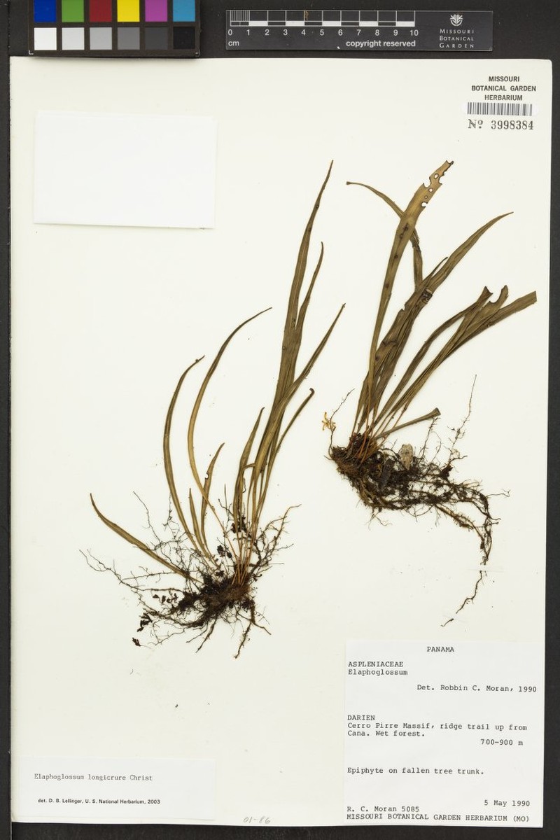 Elaphoglossum pseudoherminieri photo 2