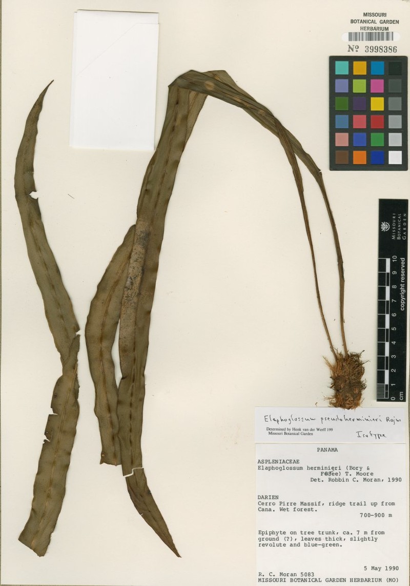 Elaphoglossum pseudoherminieri photo 3