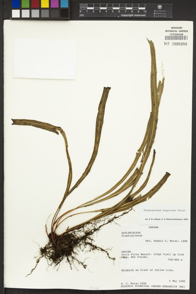 Elaphoglossum pseudoherminieri photo 4