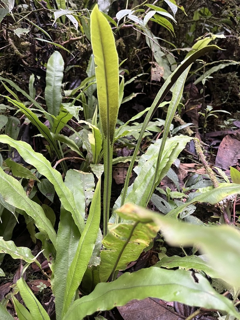 Elaphoglossum pteropodum