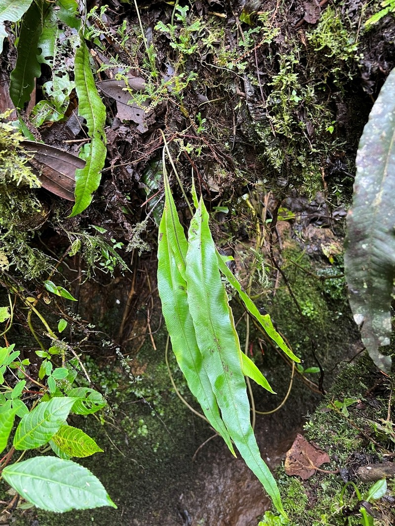 Elaphoglossum pteropodum photo 2