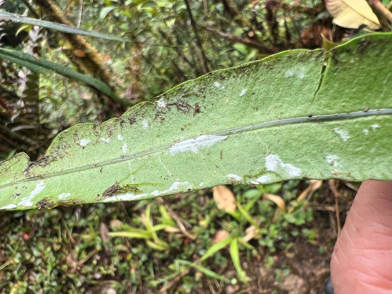 Elaphoglossum pteropodum photo 3