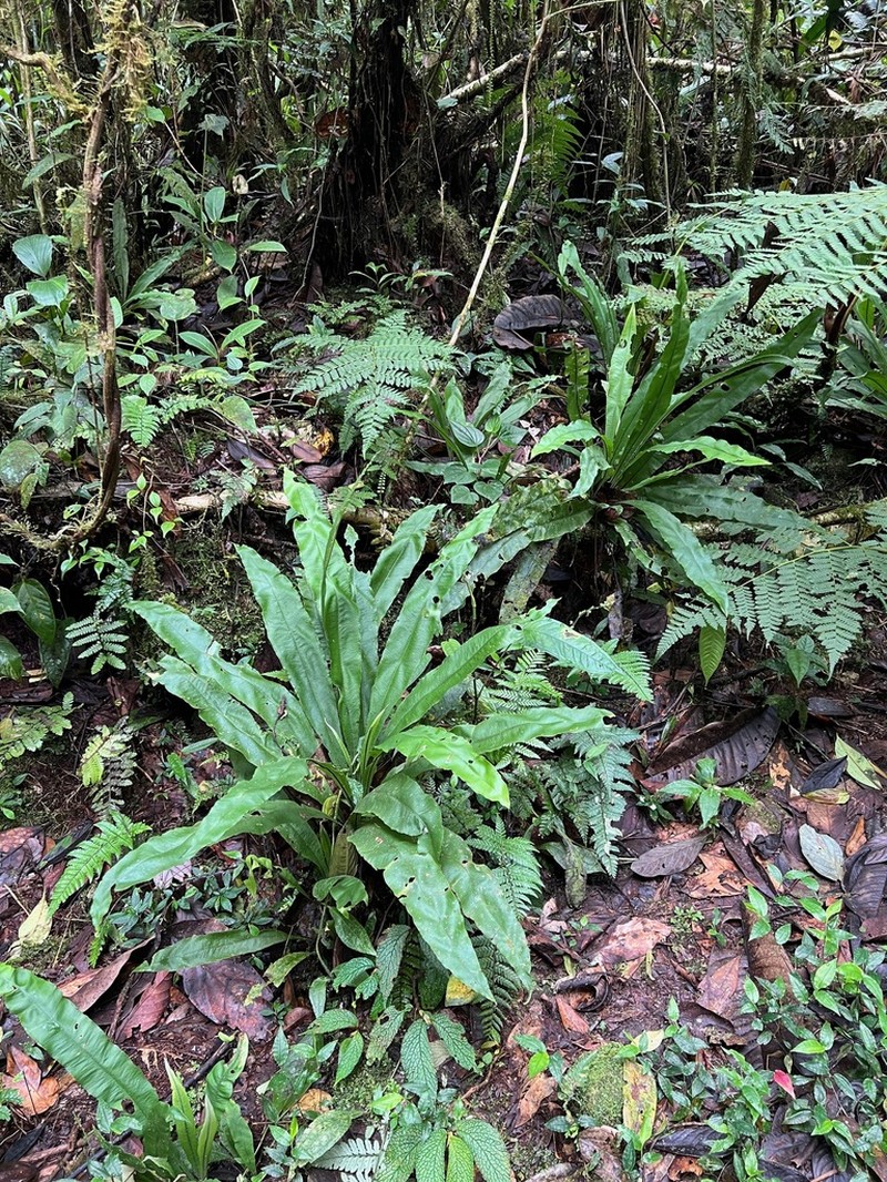 Elaphoglossum pteropodum photo 4
