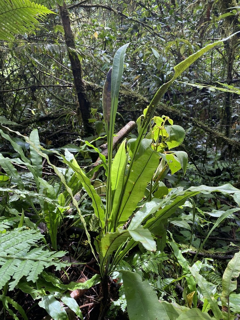 Elaphoglossum pteropodum photo 5