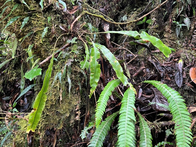 Elaphoglossum pteropodum photo 6