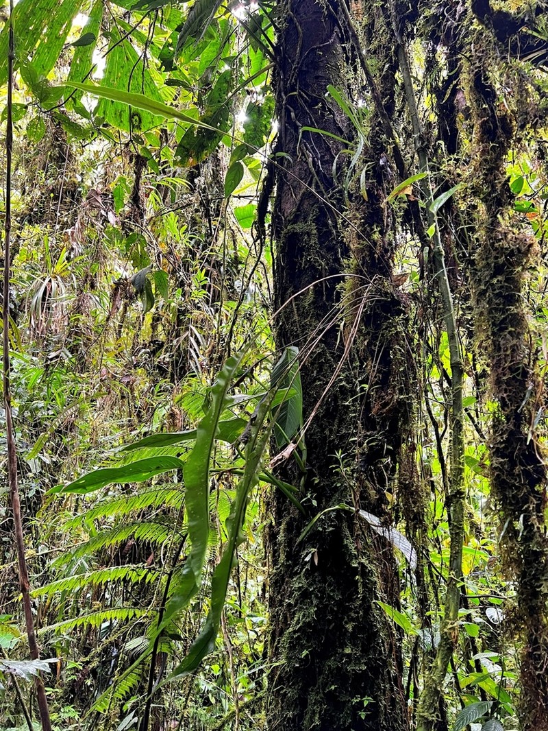 Elaphoglossum pteropodum photo 7