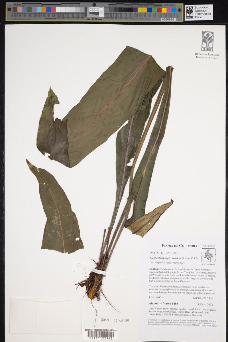 Elaphoglossum pteropodum photo 8