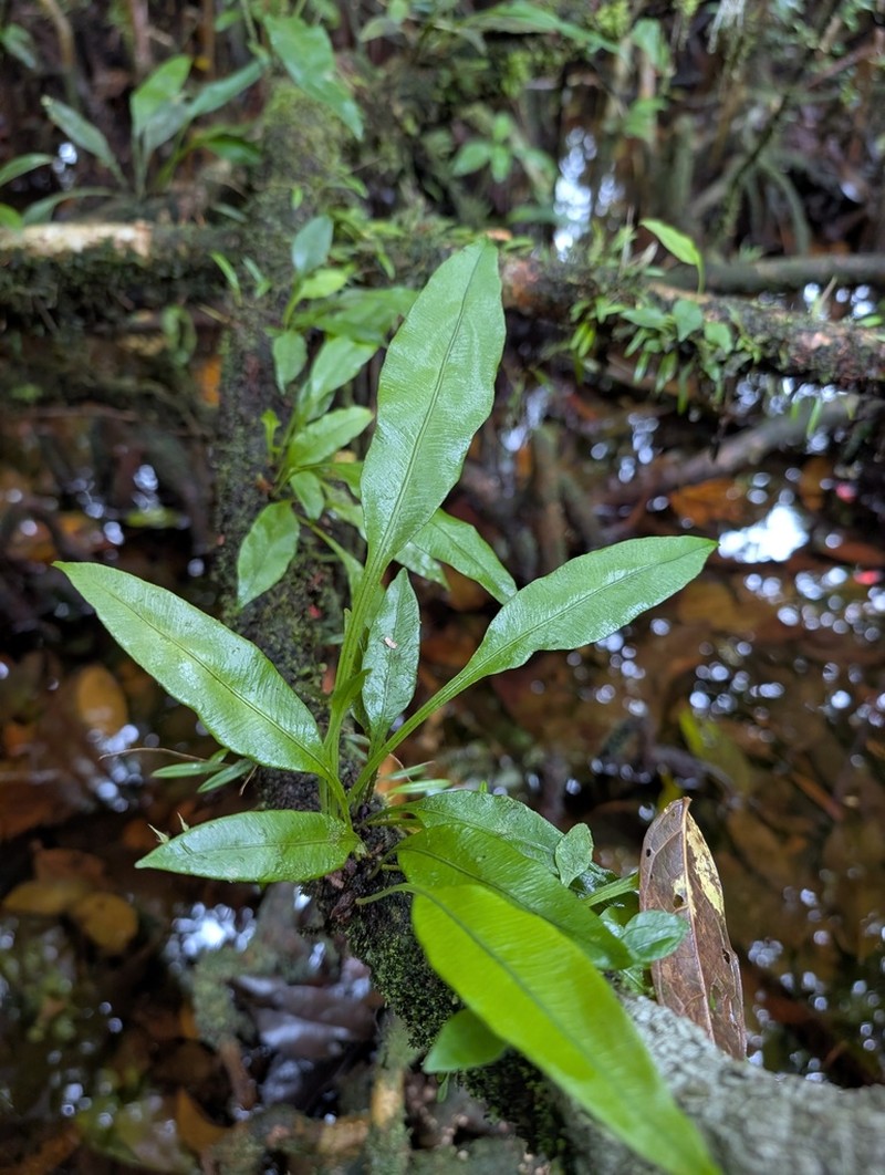 Elaphoglossum pteropus