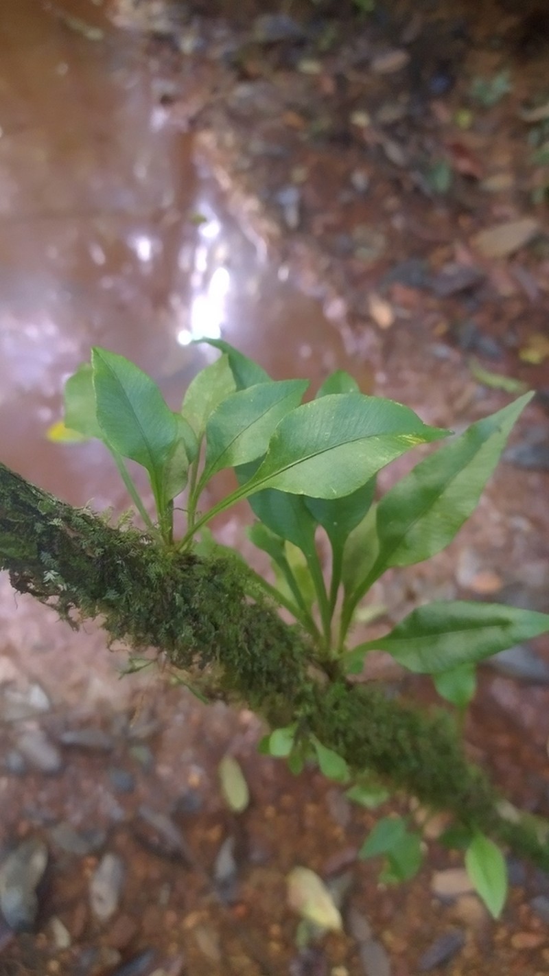Elaphoglossum pteropus photo 2