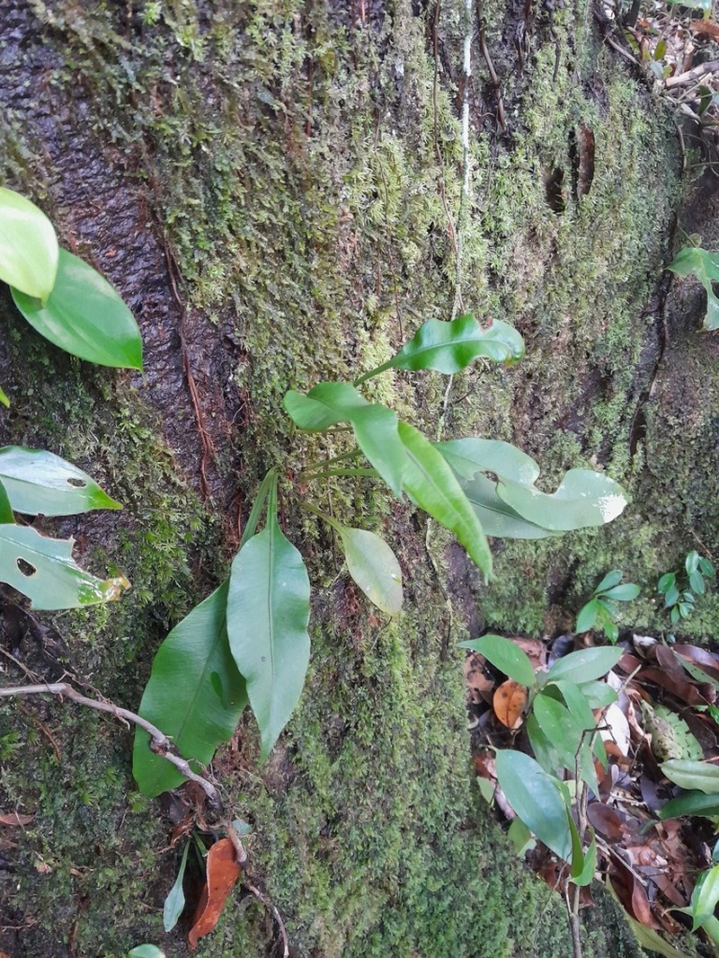 Elaphoglossum pteropus photo 3