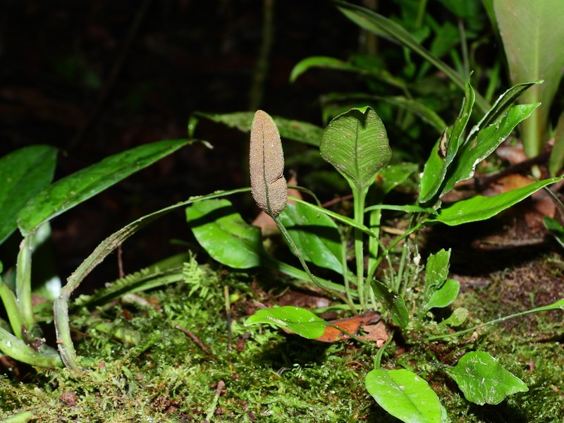 Elaphoglossum pteropus photo 4