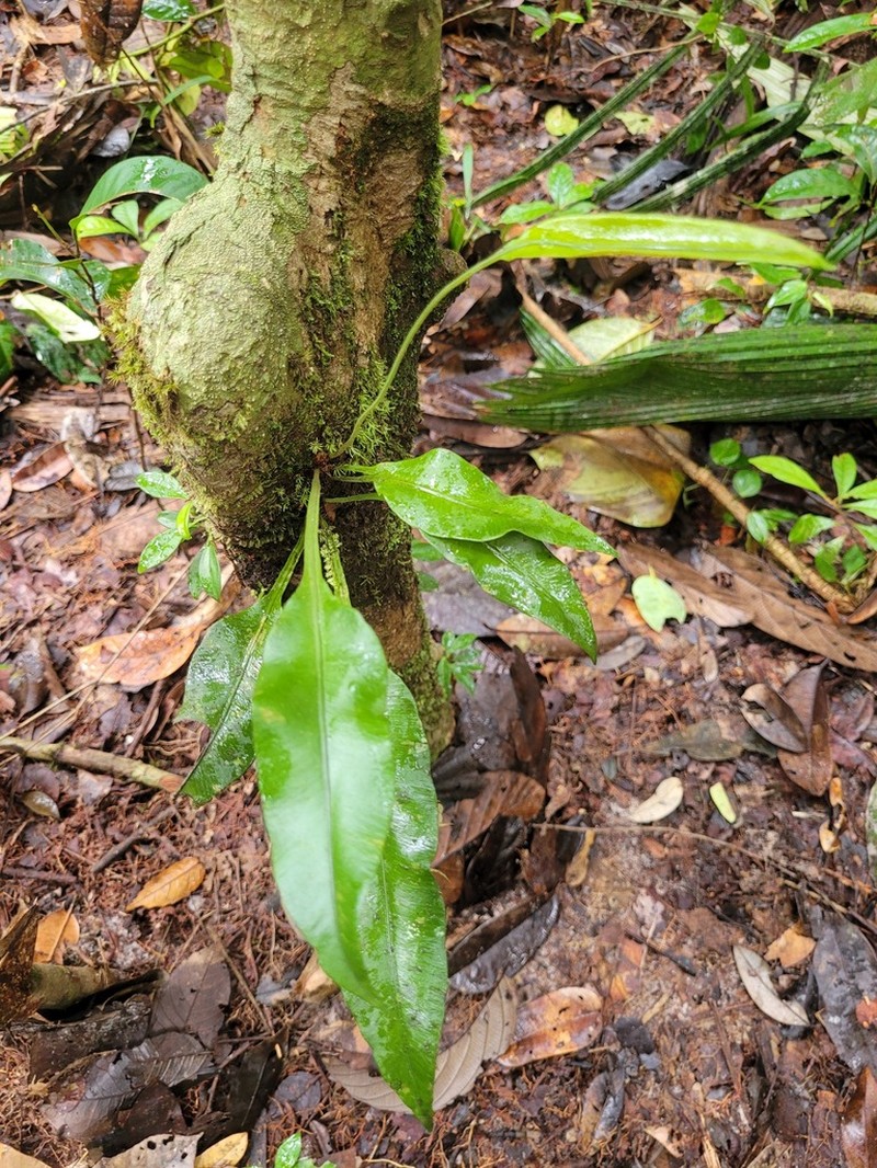 Elaphoglossum pteropus photo 6
