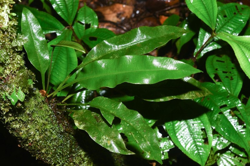 Elaphoglossum pteropus photo 7