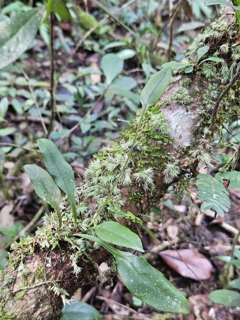 Elaphoglossum pteropus photo 8