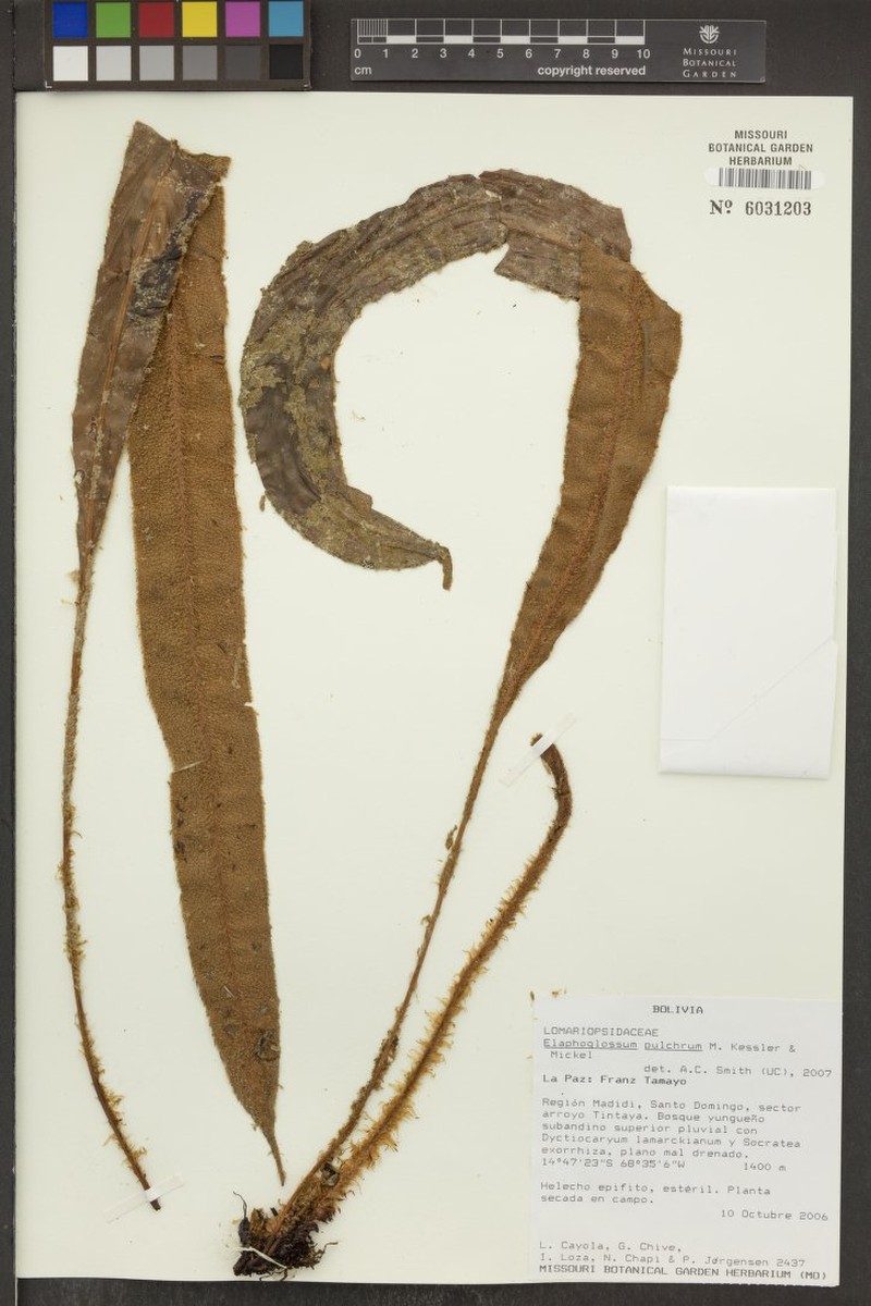 Elaphoglossum pulchrum