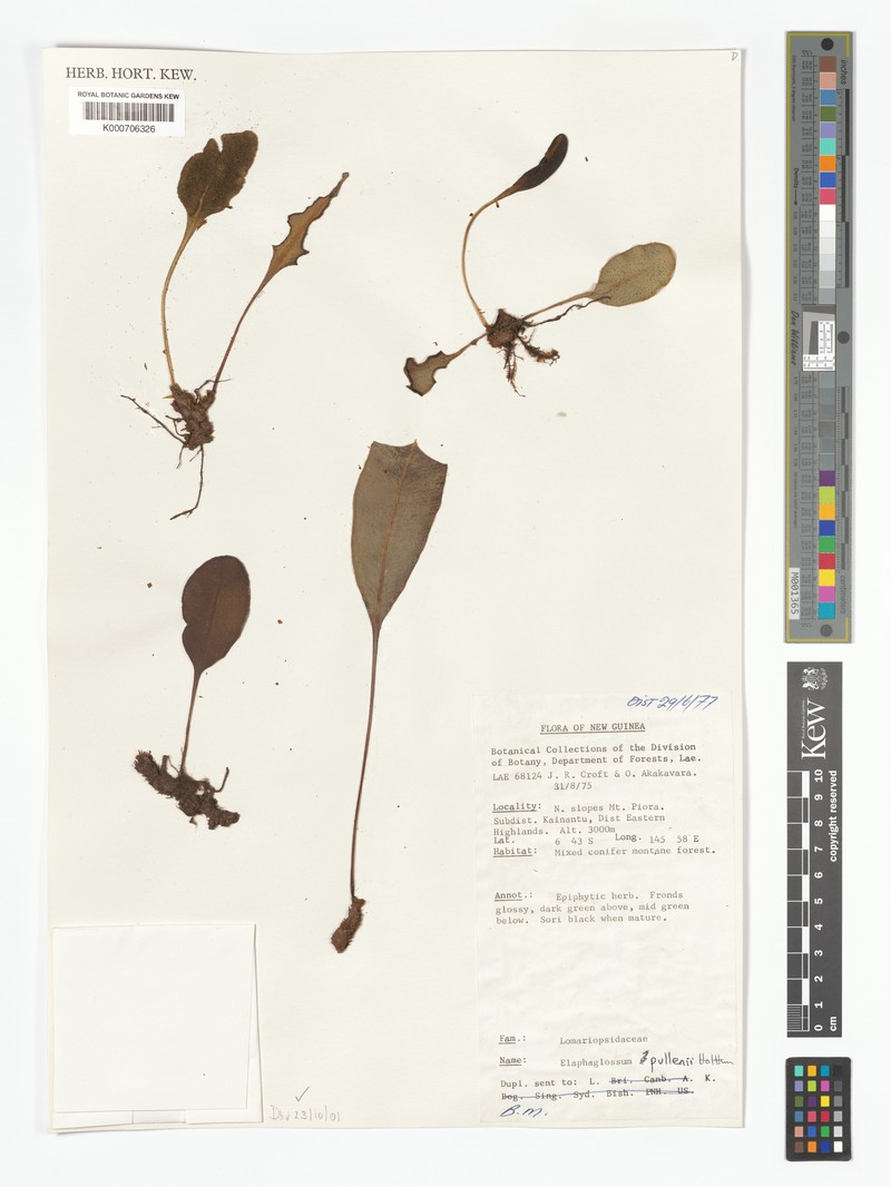 Elaphoglossum pullenii