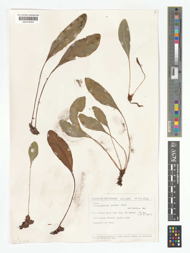 Elaphoglossum pullenii photo 2