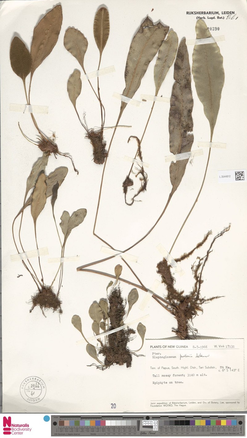 Elaphoglossum pullenii photo 3