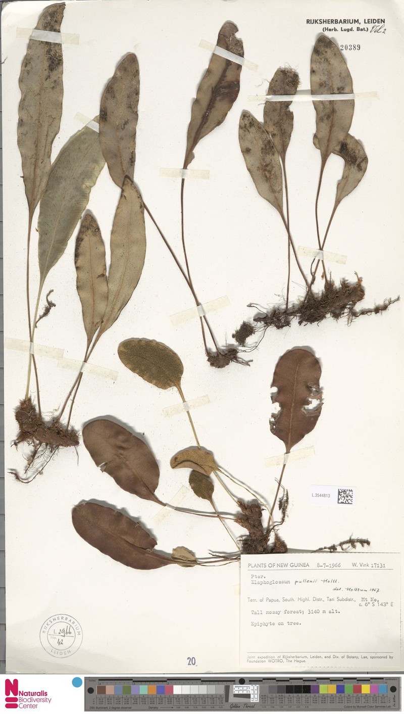 Elaphoglossum pullenii photo 4