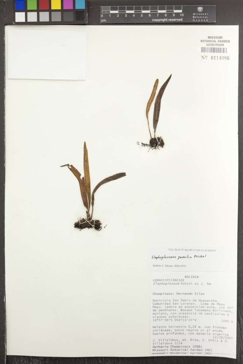 Elaphoglossum pumilio photo 2