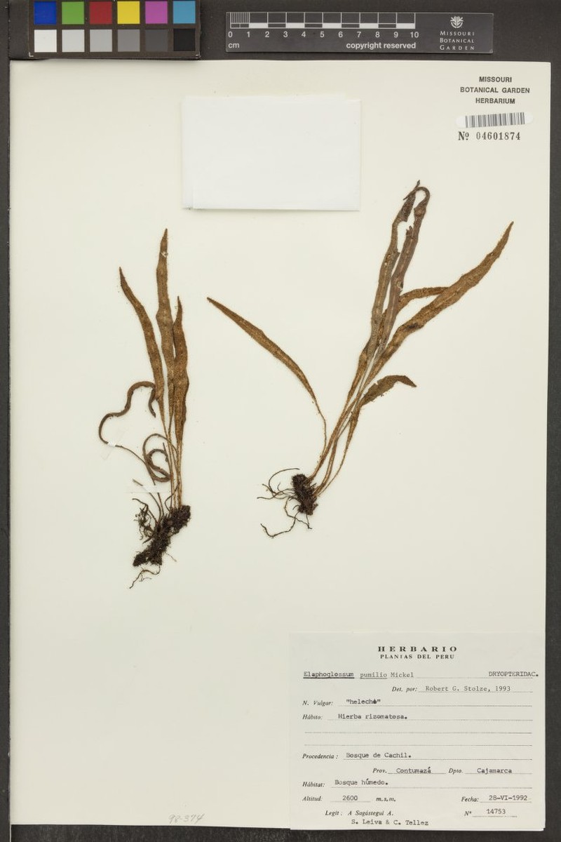 Elaphoglossum pumilio photo 3