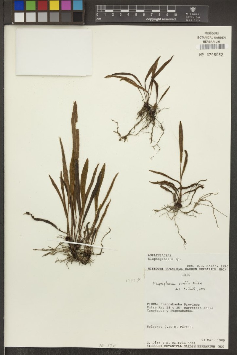Elaphoglossum pumilio photo 4