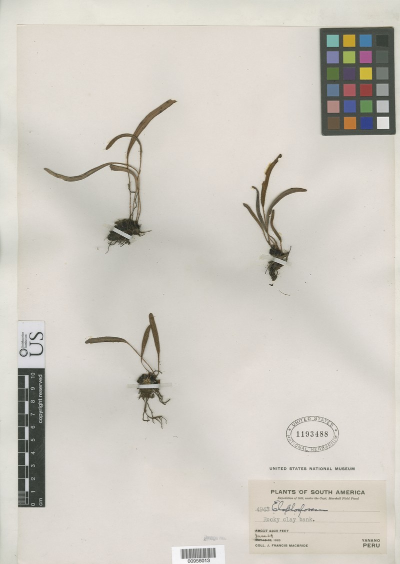 Elaphoglossum pumilio
