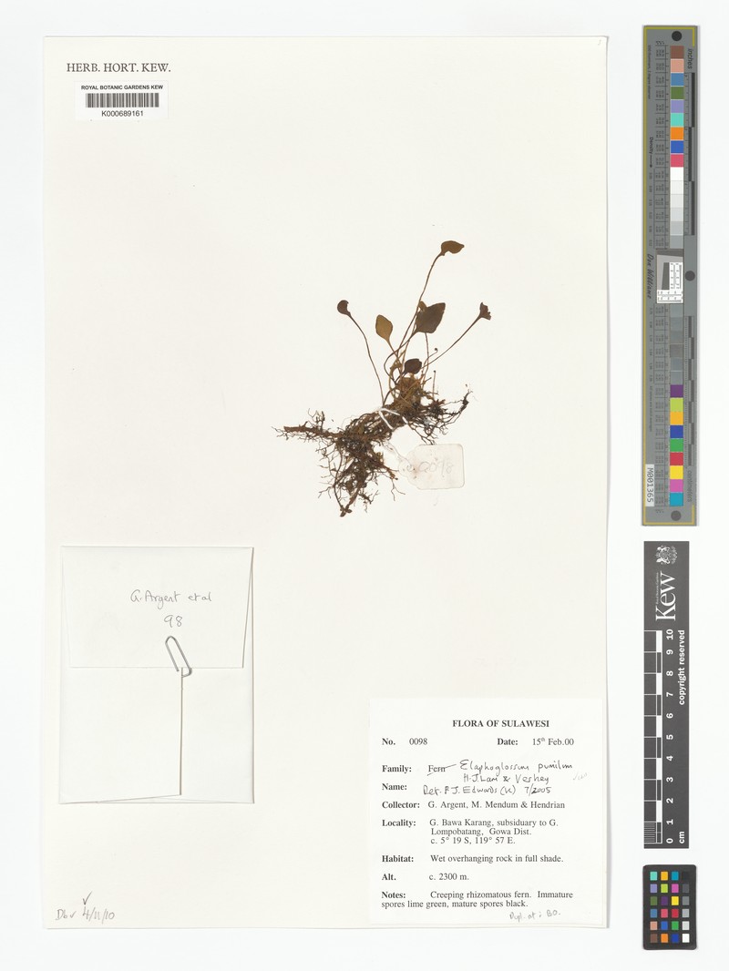 Elaphoglossum pumilum
