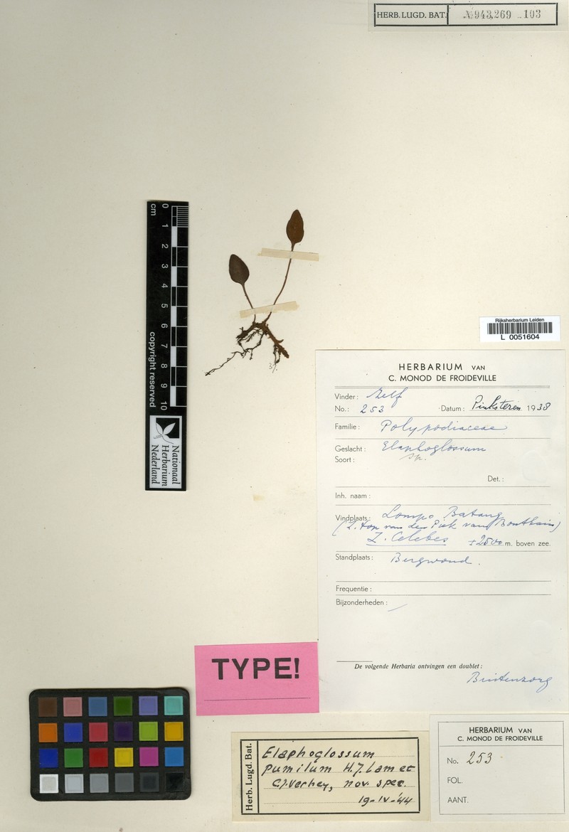 Elaphoglossum pumilum photo 2