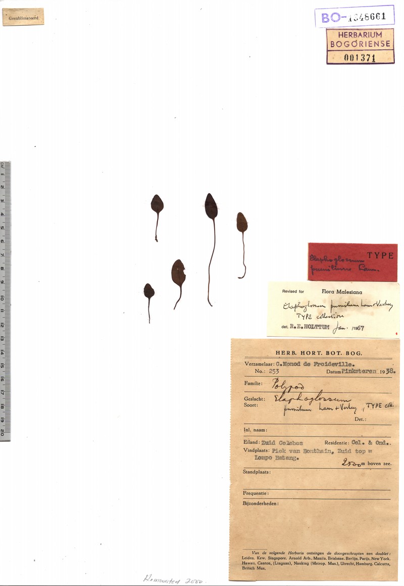 Elaphoglossum pumilum photo 3