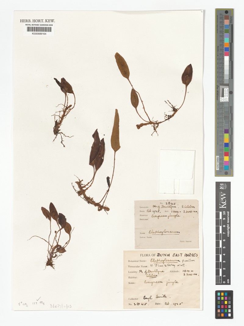 Elaphoglossum pumilum photo 4