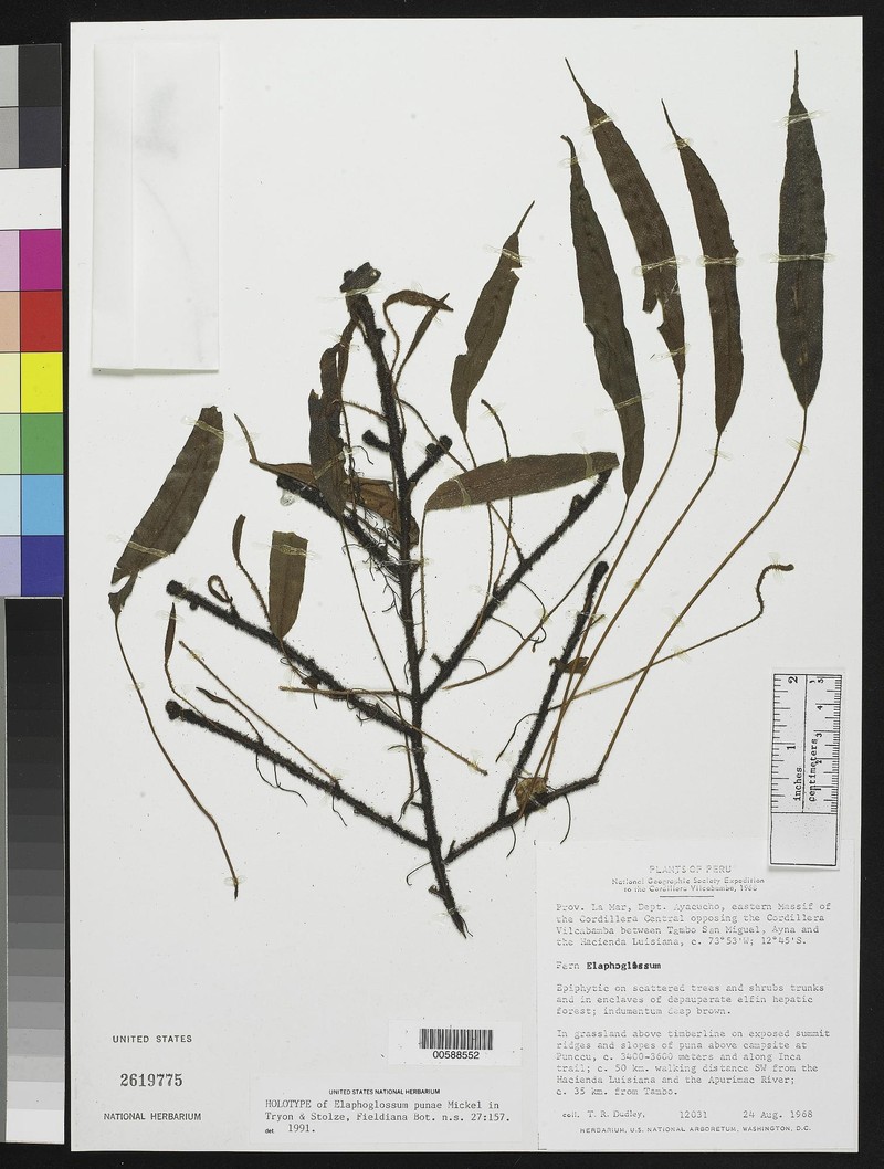 Elaphoglossum punae
