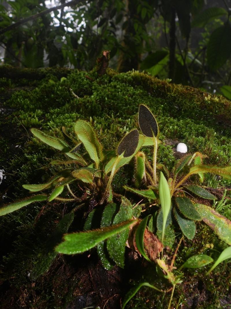 Elaphoglossum pusillum