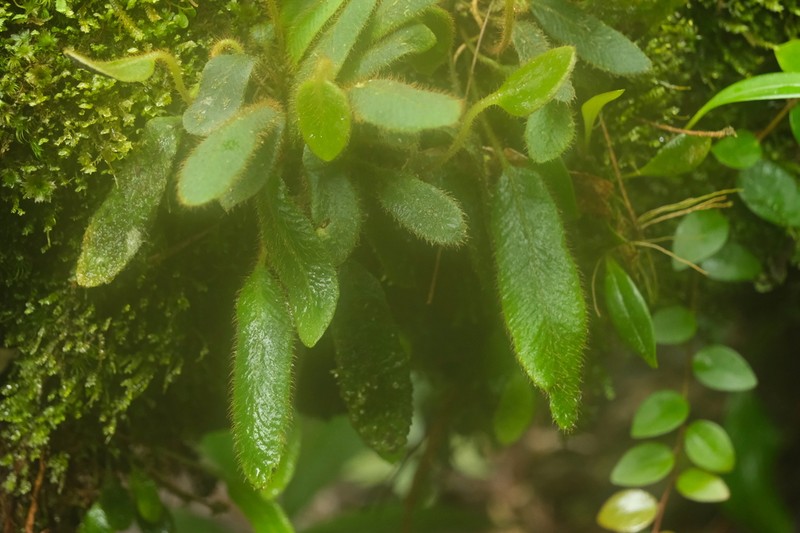 Elaphoglossum pusillum photo 2