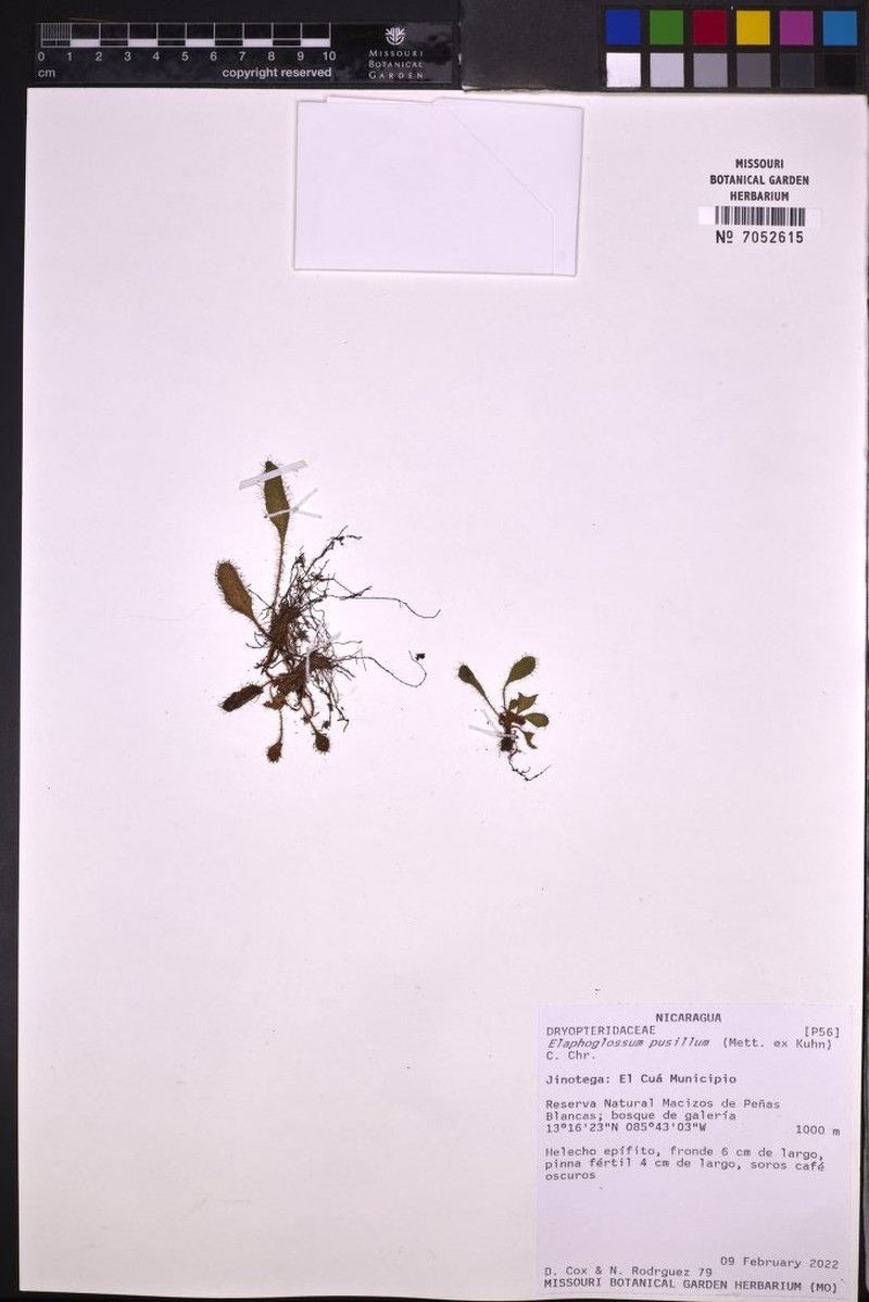 Elaphoglossum pusillum photo 4