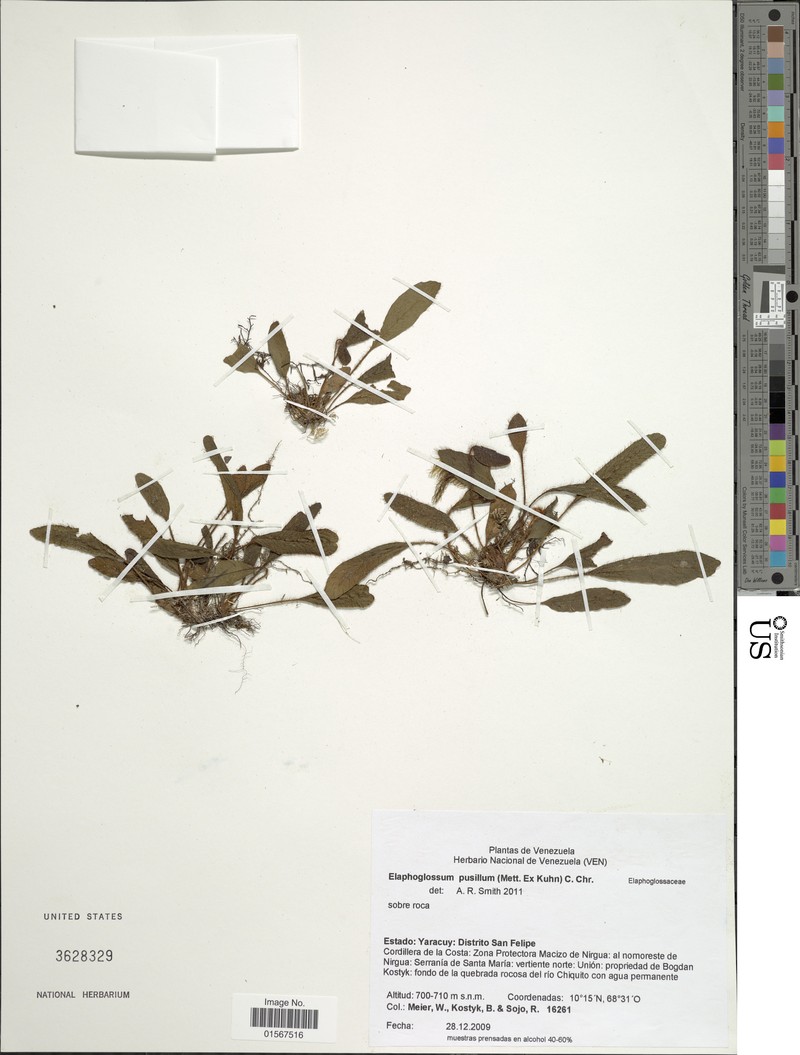 Elaphoglossum pusillum photo 5