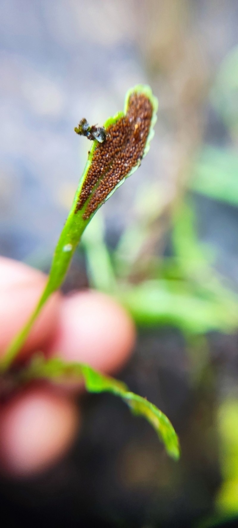 Elaphoglossum pygmaeum