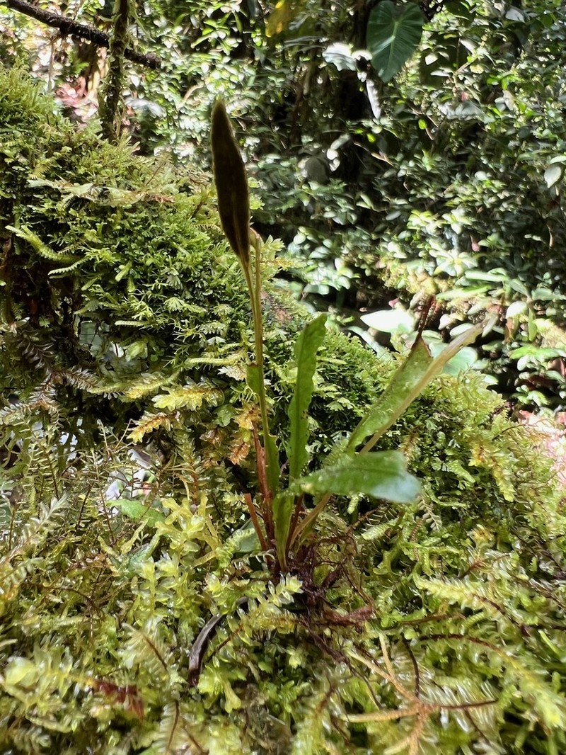 Elaphoglossum pygmaeum photo 2