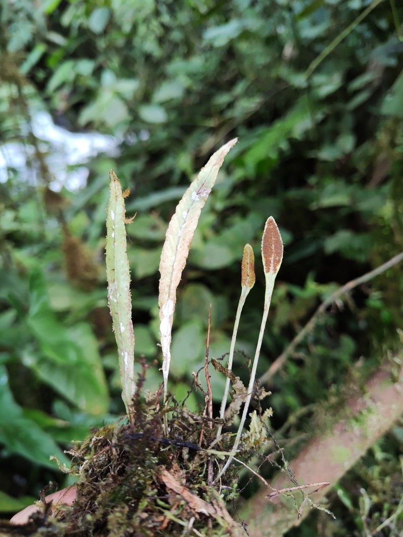 Elaphoglossum pygmaeum photo 3