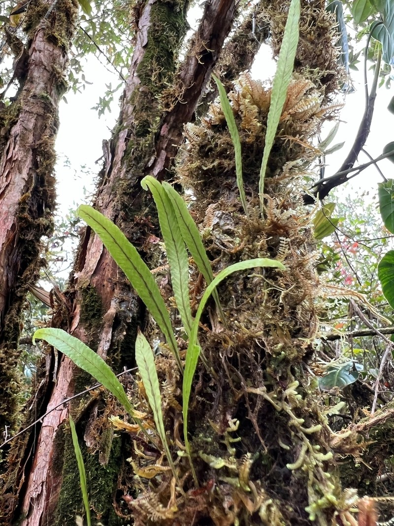 Elaphoglossum pygmaeum photo 5