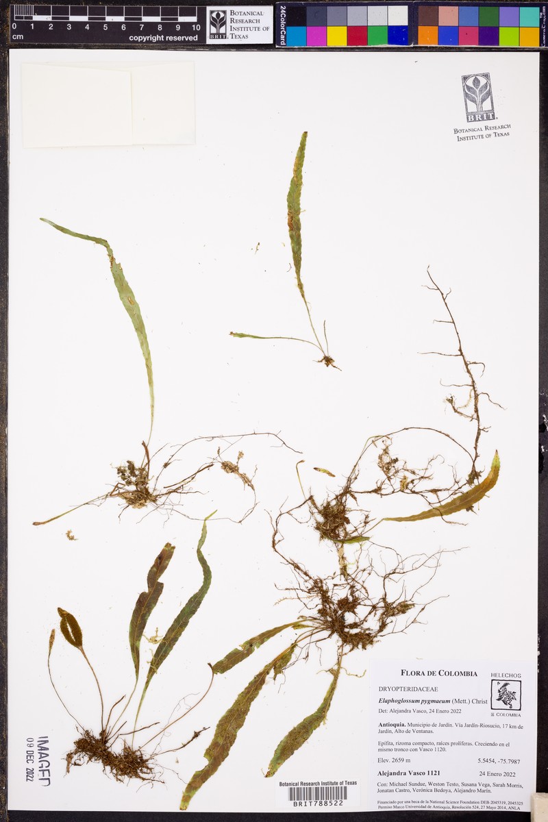 Elaphoglossum pygmaeum photo 6