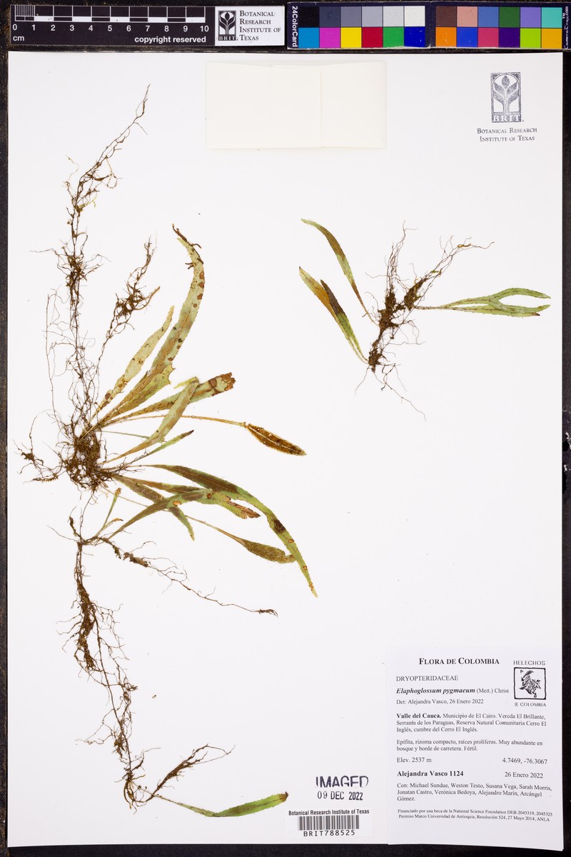 Elaphoglossum pygmaeum photo 7