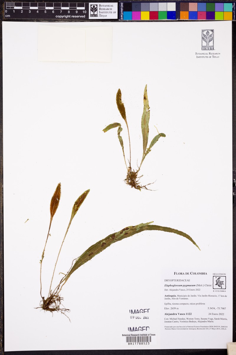 Elaphoglossum pygmaeum photo 8