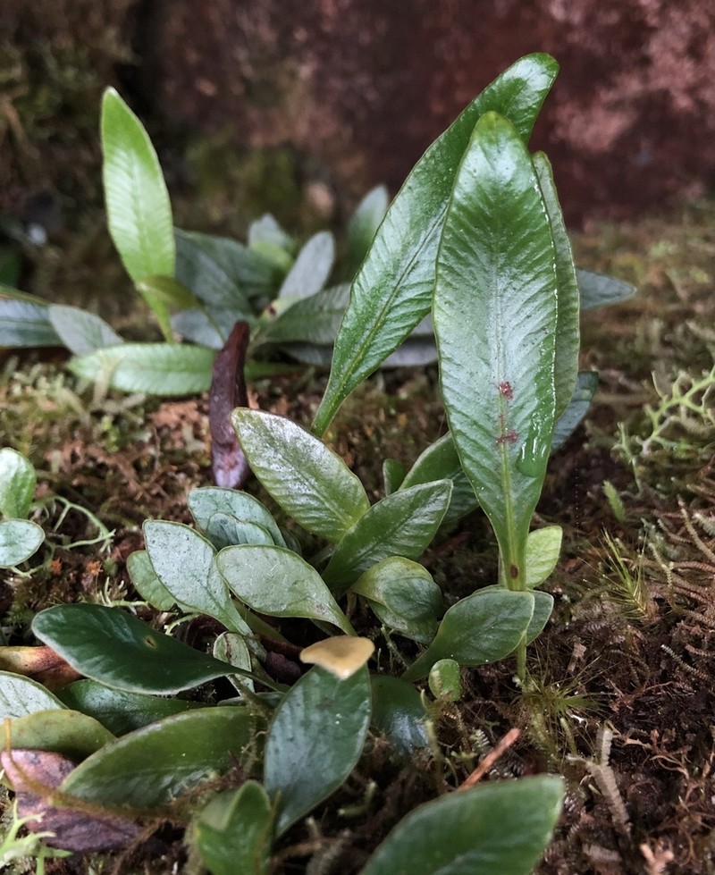 Elaphoglossum queenslandicum photo 2