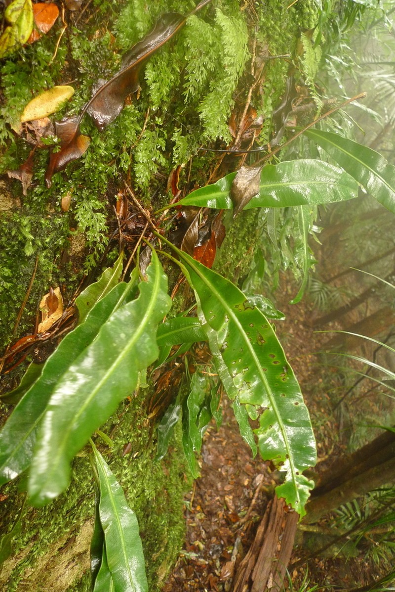 Elaphoglossum queenslandicum photo 3