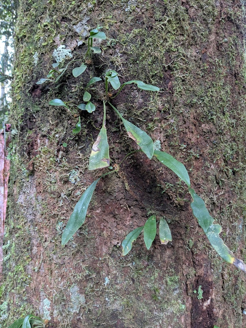 Elaphoglossum queenslandicum photo 4