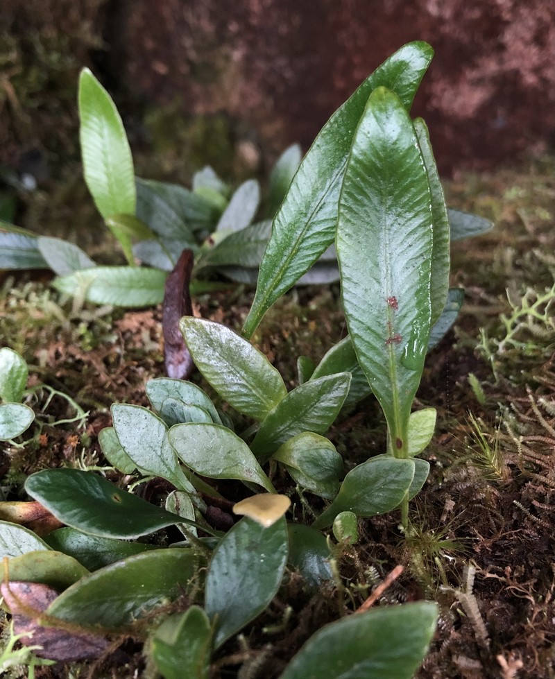 Elaphoglossum queenslandicum photo 5